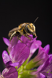 An alfalfa leafcutting bee (Megachile rotundata) on an alfalfa flower: Click here for full photo caption.