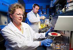 A microbiologist processes feedlot surface material samples for microbial analysis while another microbiologist plates the processed samples for determination of E. coli levels: Click here for full photo caption.