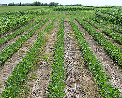 On these plots, the soil is more protected because the stover was returned to the soil and tillage was reduced or eliminated tillage: Click here for full photo caption.