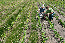 Agronomist (left) and technician observe that a creeping red fescue cover crop appears to be hindering growth of the corn crop: Click here for full photo caption.