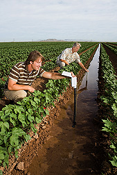 Visiting University of Arizona research specialist (foreground) records the water advance time in a cotton furrow while an ARS physical science technician measures the furrow water depth: Click here for full photo caption.