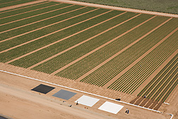 View of cotton field from helicopter showing reflectance tarps used in calibrating multispectral imagery equipment: Click here for photo caption.