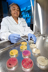 Biologist adds ammonium hydroxide to Aspergillus cultures to differentiate aflatoxin-producing strains (yellow and red) from nonproducers (off-white): Click here for full photo caption.