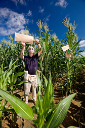 Geneticist places bags over the tassels of corn plants with the desired molecular markers to collect pollen: Click here for full photo caption.