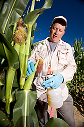 Plant pathologist injects Aspergillus flavus spores into corn ears grown in research plots: Click here for full photo caption.