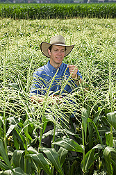 Ecologist examines a sweet corn plant: Click here for full photo caption. 