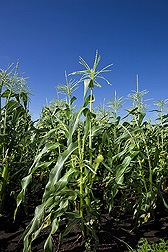 Sweet corn after silk emergence: Click here for full photo caption.