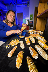 Geneticist examines and shells seed of the NAM inbred line founders: Click here for full photo caption.