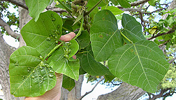 Light infestation of galls on coral tree leaves: Click here for photo caption.