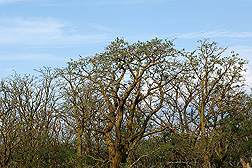 Gall-infested native wiliwili trees in Maui: Click here for photo caption.