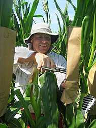 A North Carolina State University research assistant pollinates a corn plant: Click here for full photo caption.