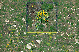 Image taken from about 300 feet above the ground. The blooming plant, growing on a slope in Wyoming, is arrow-leaf balsamroot (Balsamorizha sagittata). A photo taken later that year showed that this area had become covered with cheatgrass (Bromus tectorum), an invasive weed that increases the chance of wildfire: Click here for photo caption.