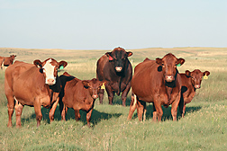 Red angus family: Click here for photo caption.