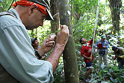 Using a sterile technique, ARS scientist extracts a sample of living plant tissue from a wild cacao tree on the bank of Rio Marañon in Peru: Click here for full photo caption.