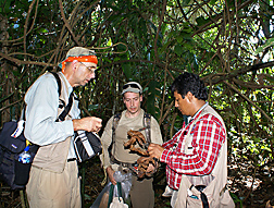 During the 2008 collection trip, ARS researchers (left) and plant pathologist, of the Instituto de Cultivos Tropicales in Peru, examine cacao leaves infected with witches’ broom: Click here for full photo caption.