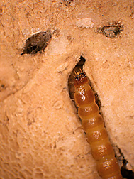 A wireworm feeding on potato tubers and causing obvious damage: Click here for photo caption.