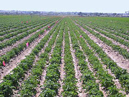 Seven-row planting configuration on a 12-foot-wide raised bed with rows spaced 18 inches apart: Click here for photo caption.