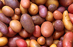 The potato is the vegetable of choice in the United States. ARS scientists are now working to develop potato varieties with resistance to wireworms: Click here for photo caption.