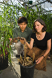 ARS geneticist Sarah Hake and University of California-Berkeley colleague George Chuck study juvenile traits of corngrass: Click here for full photo caption.