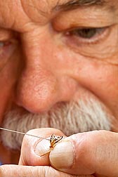 ARS physiologist Peter Teal topically applies methoprene to a newly emerged adult male Caribbean fruit fly: Click here for full photo caption.