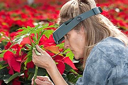 Technician Katherine Houben (from the University of Florida) looks for beneficial insects on a papaya plant serving as a "banker plant" in a crop of poinsettias: Click here for full photo caption.