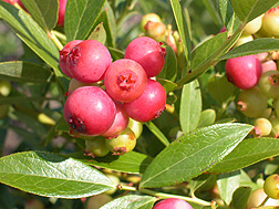 Pink Lemonade Blueberry Bush