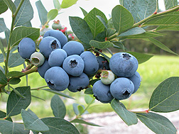 The superior flavor of Sweetheart blueberries isn't lost during storage: Click here for photo caption.