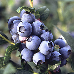 Some blueberry fans say Cara's Choice is the best they have ever tasted: Click here for photo caption.