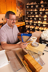 Research leader Gary Pederson weighs sweet sorghum samples in the ARS collection maintained at the Plant Genetic Resources Conservation Unit in Griffin, Georgia: Click here for photo caption.