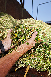 Chopped up napiergrass from research plots: Click here for full photo caption.