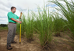 In Tifton, Georgia, geneticist Bill Anderson measures the height of energy cane in an experiment on production practices for growing the crop on marginal soils: Click here for photo caption.