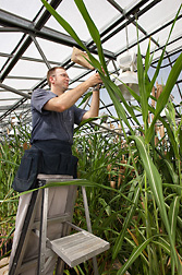 Molecular biologist Scott Sattler places a pollination bag over the grain head of a hybrid plant that is a cross between a cultivated sorghum and a wild African sorghum bicolor species: Click here for photo caption.