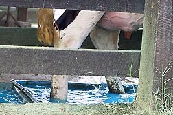 Vaca lechera vadeando en un baño de sulfato de cobre para ayudar a prevenir infecciones del pie. Enlace a la información en inglés sobre la foto