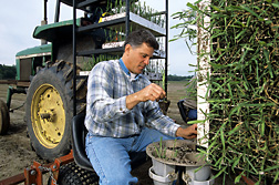 Technician David Verdun transplants energy cane seedlings into the field: Click here for full photo caption.