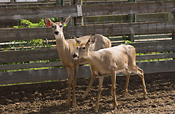 Two of about 60 deer at the ARS National Animal Disease Center in Ames, Iowa: Click here for full photo caption.