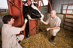 Veterinary medical officers Ray Waters (left) and Mitch Palmer prepare to collect blood to be used in developing improved tests for tuberculosis in cattle: Click here for full photo caption.