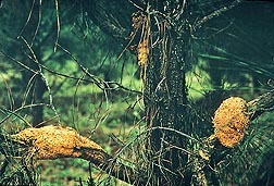 A loblolly pine with sporulating cankers on its branches and a small one on the main trunk, caused by the fusiform rust fungal pathogen, Cronartium quercuum f.sp. fusiforme: Click here for photo caption.
