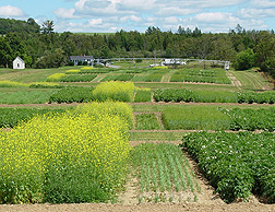 Cropping systems trial in Presque Isle, Maine, representing different soil and crop management goals. Pictured crops include potato, barley, rapeseed, mustard, and sudangrass: Click here for photo caption.