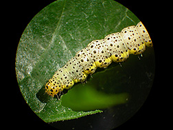 Mature larva of the moth Abrostola clarissa: Click here for photo caption.