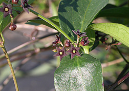 Black swallowwort has dark-purple flowers: Click here for full photo caption.