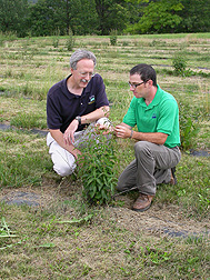 Entomologist Lindsey Milbrath (left) and biologist Jeromy Biazzo examine a pale swallowwort plant in a research plot: Click here for photo caption.