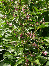 Pale swallowwort has reddish flowers: Click here for photo caption.