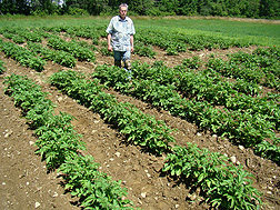 Plant pathologist Bob Larkin examines a potato field for disease: Click here for photo caption.