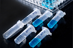 Tubes with blue color tested positive for shikimate, and the clear liquid was a negative result: Click here for photo caption.