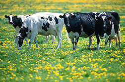 Wildlife can carry tuberculosis and spread the disease to cattle: Click here for photo caption.