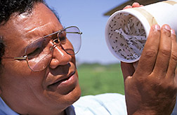 Entomologist Jesus Vargas releases parasitic wasps in a cotton field. Click here for full photo caption.