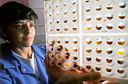 Entomologist Guadalupe Rojas displays a unit used in rearing a biocontrol wasp. Click here for full photo caption.