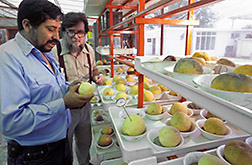 Entomologist Donald Thomas checks grapefruit for holes made by Mexican fruit fly maggots. Click here for full photo caption.