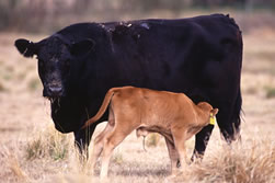 Angus surrogate mother nurses her Romosinuano calf.