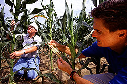 Researchers examine corn crosses